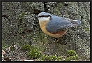 Boomklever, Eurasian Nuthatch, Sitta europea Location: de Lutte, the Netherlands boomklever DSC 0278-01 kopie